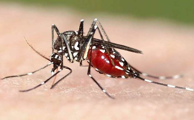 Biện pháp phòng chống muỗi hiệu quả không dùng hóa chất