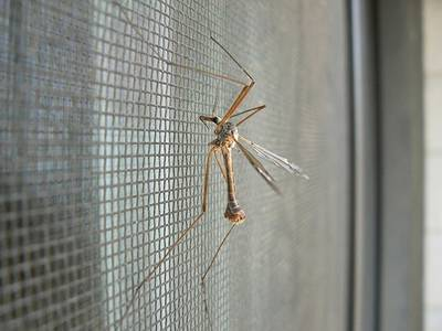 Cách chọn cửa lưới chống muỗi và côn trùng phù hợp của bạn