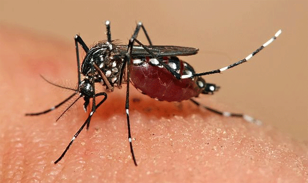 Lắp cửa lưới chống muỗi xếp – Việc làm bảo vệ sức khỏe gia đình bạn trước căn bệnh sốt xuất huyết