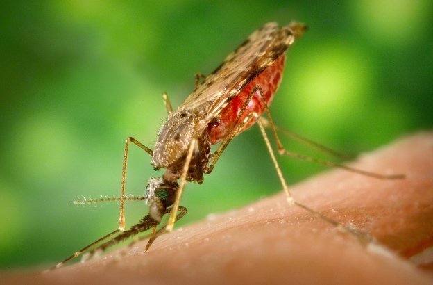 Muỗi – kẻ thù cần phải tiêu diệt