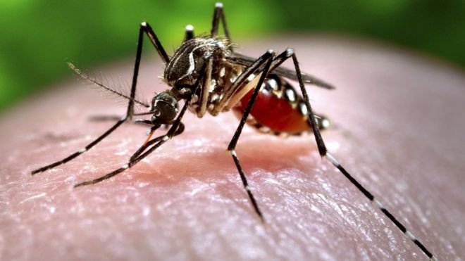 Nếu loài muỗi đáng ghét không còn tồn tại trên Trái Đất thì điều gì xảy ra?