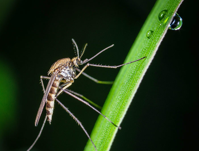 Nếu loài muỗi đáng ghét không còn tồn tại trên Trái Đất thì điều gì xảy ra?