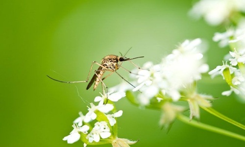 Những điều thú vị về loài muỗi và cách phòng chống muỗi