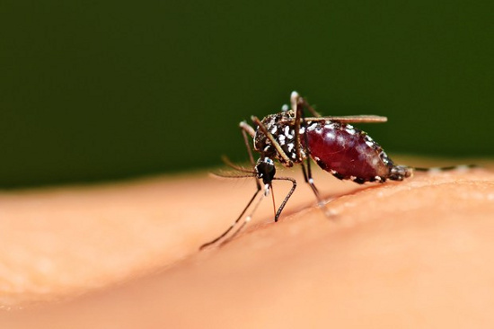 Những quan niệm sai lầm về phòng tránh muỗi