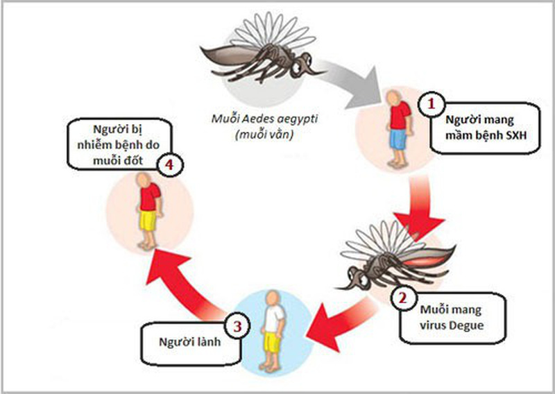 Những việc lầm cơ bản để ngăn chặn dịch bệnh sốt xuất huyết