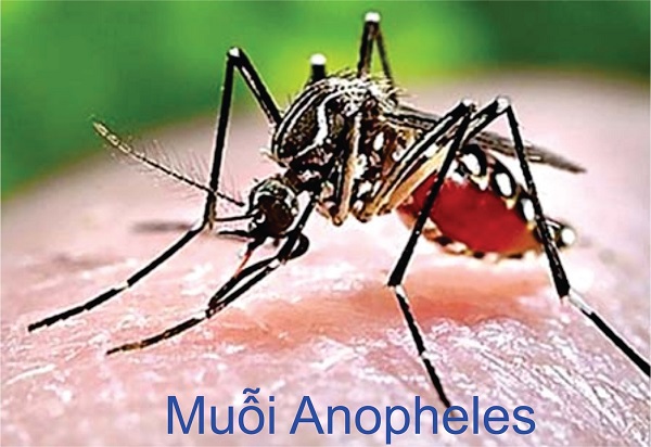 3 loài muỗi truyền bệnh nguy hiểm tại Việt Nam