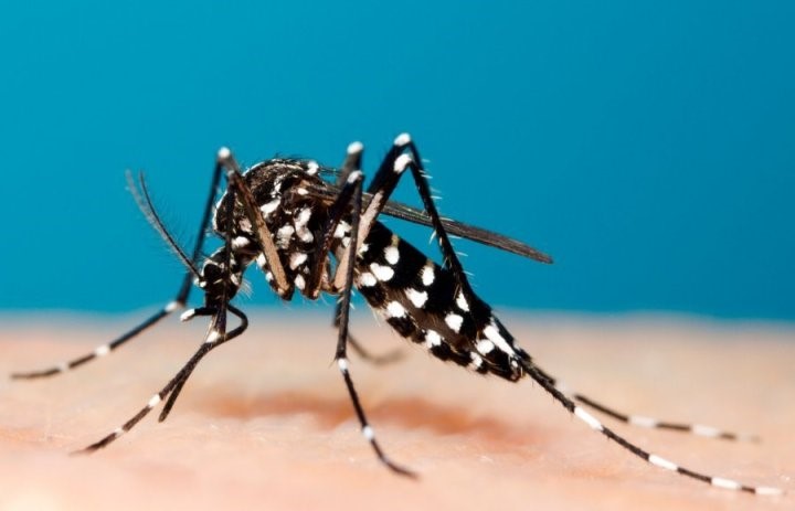 3 loài muỗi truyền bệnh nguy hiểm tại Việt Nam