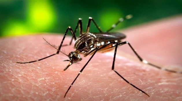 4 bệnh truyền nhiễm từ muỗi và cách phòng tránh