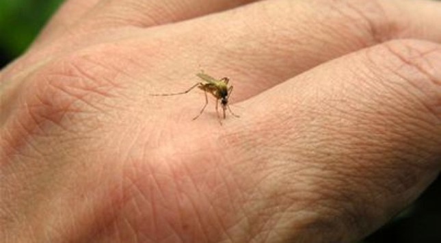 5 lý do khiến một số người bị muỗi đốt nhiều hơn người khác