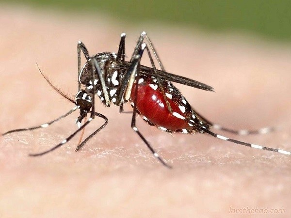 Các quan niệm sai lầm về phòng chống muỗi
