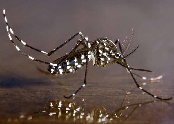 Các quan niệm sai lầm về phòng chống muỗi