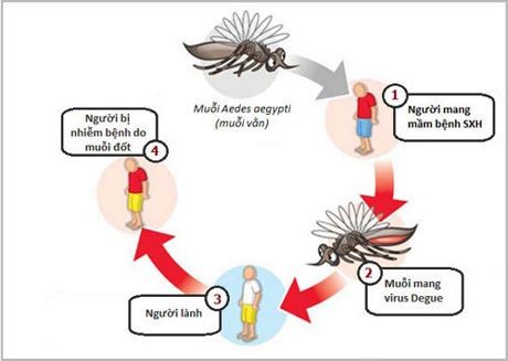 Nhận thức về muỗi và vấn đề sức khỏe do muỗi gây ra