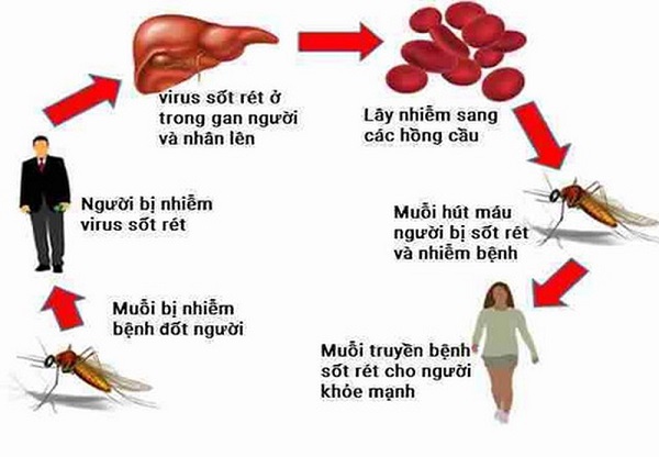 Nhận thức về muỗi và vấn đề sức khỏe do muỗi gây ra