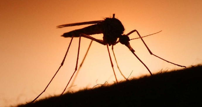 Những cách chống muỗi hiệu quả