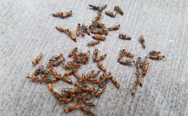 Những tác hại nguy hiểm từ kiến ba khoang
