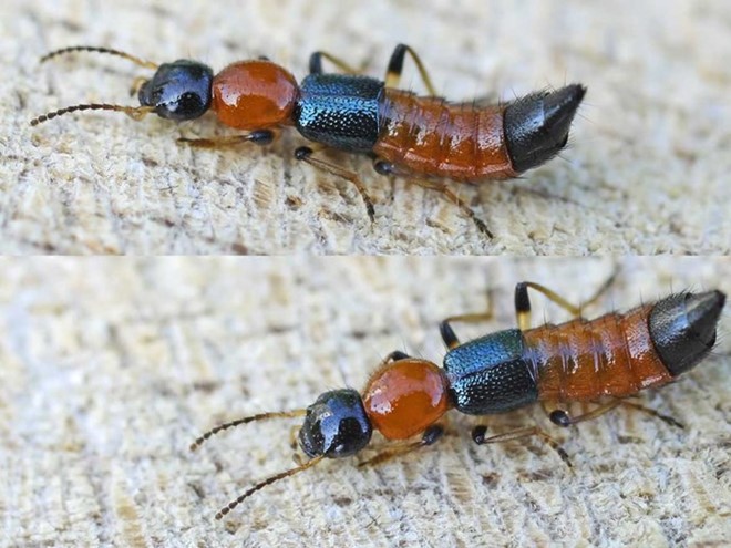 Những tác hại nguy hiểm từ kiến ba khoang
