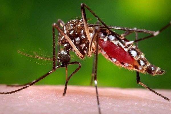 Sử dụng cửa lưới chống muỗi để đẩy lùi dịch bệnh từ côn trùng