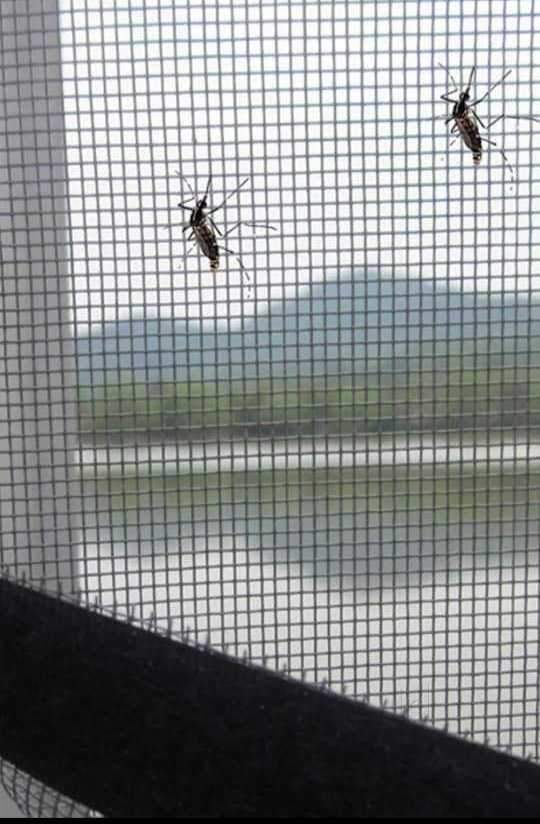 Sử dụng cửa lưới chống muỗi tự cuốn cho không gian gia đình