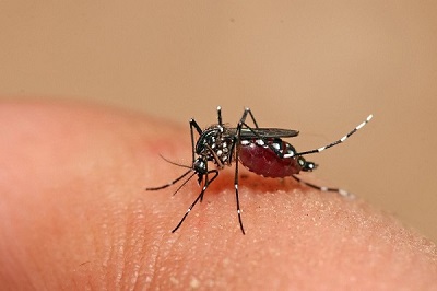 Cách nhận biết và phòng chống muỗi vằn Aedes