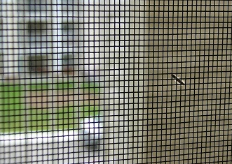 Ưu điểm của cửa lưới chống muỗi cho mọi nhà