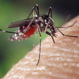 1001 quan điểm sai lầm về việc phòng chống muỗi