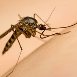 4 bệnh truyền nhiễm từ muỗi và cách phòng tránh