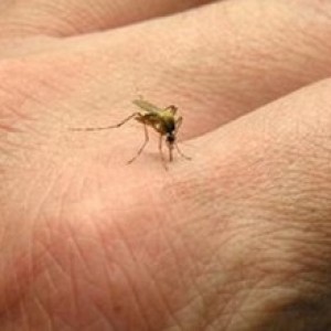 5 lý do khiến một số người bị muỗi đốt nhiều hơn người khác