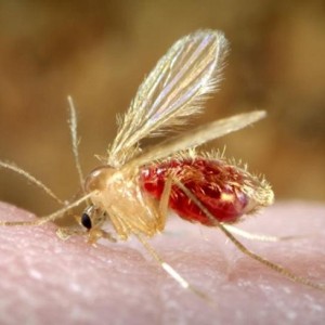 Cách Đối Phó Với Muỗi Và Các Côn Trùng Nhỏ