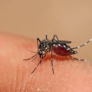 Cách nhận biết và phòng chống muỗi vằn Aedes