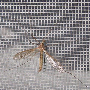 Cách vệ sinh cửa lưới chống muỗi cho mọi nhà