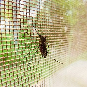 Địa chỉ chuyên cung cấp cửa lưới chống muỗi cố định