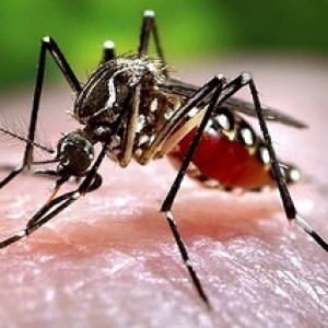 Đuổi muỗi mùa mưa là nỗi quan tâm của bao người