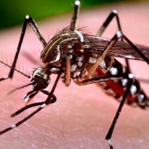 Làm thế nào để thoát khỏi muỗi, tránh xa bạn và gia đình