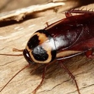 Những loài côn trùng gây hại thường xuất hiện trong nhà