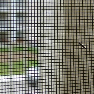 Ưu điểm của cửa lưới chống muỗi cho mọi nhà